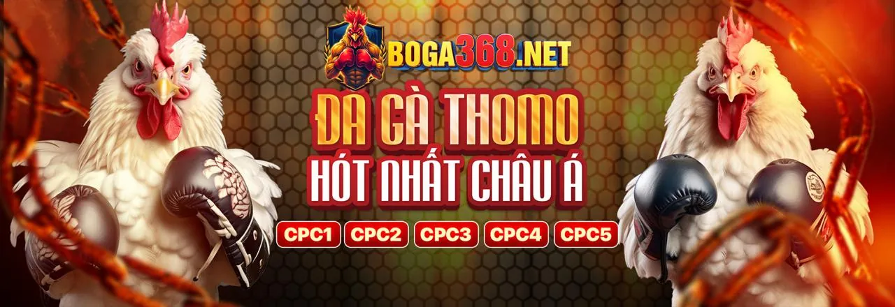 Trận đá gà trực tiếp kịch tính tại 08win nhà cái